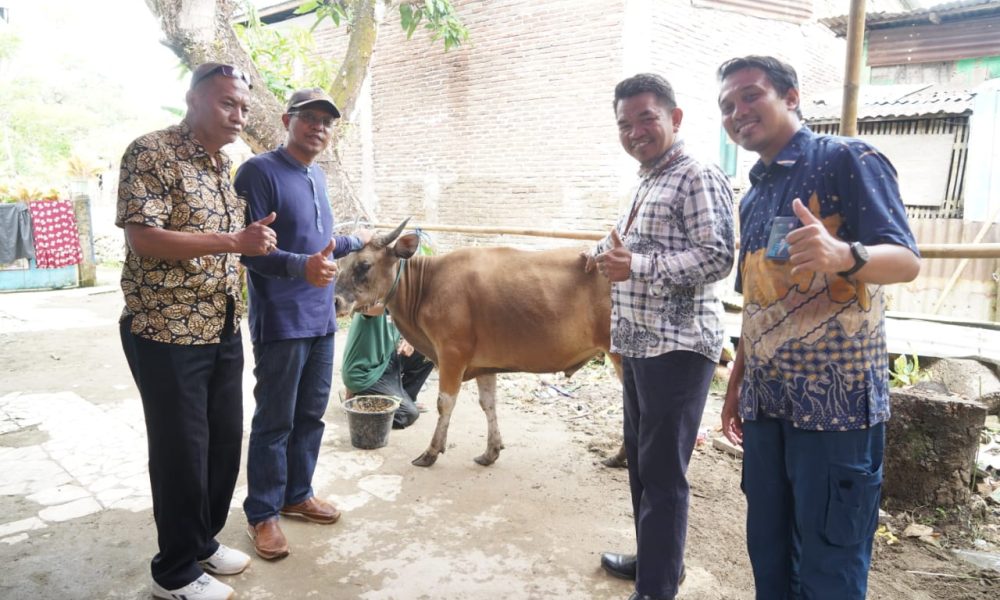 Jelang Idul Adha Semen Tonasa Sumbang Ekor Hewan Kurban Ujung Jari