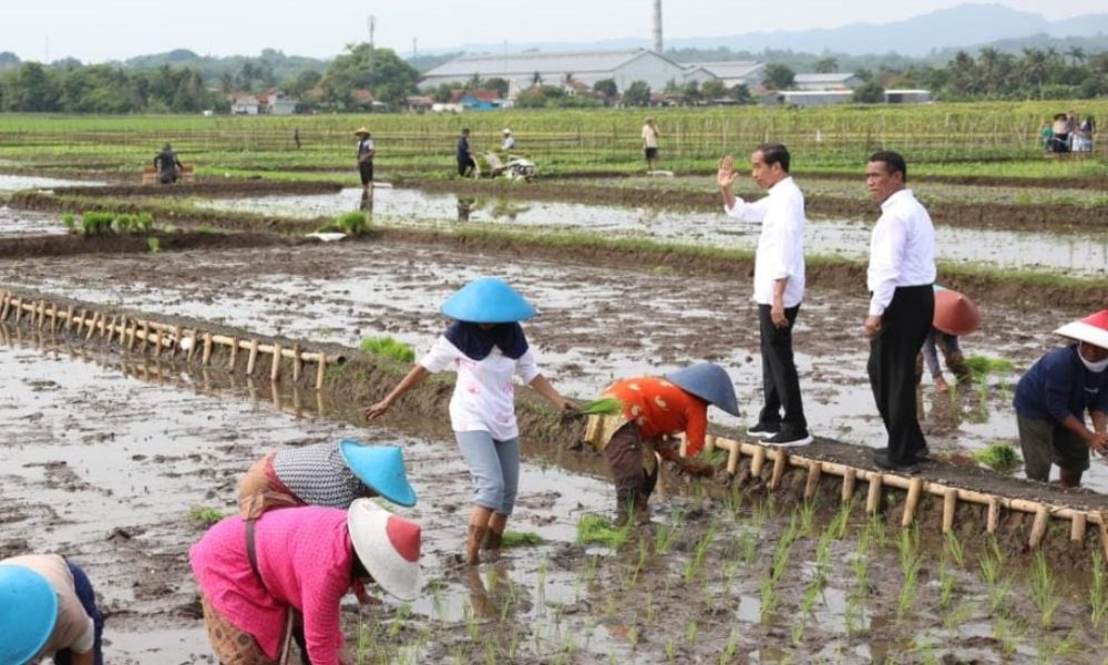 Presiden Ajak Petani Jawa Tengah Percepat Tanam Di Bulan Januari 2024