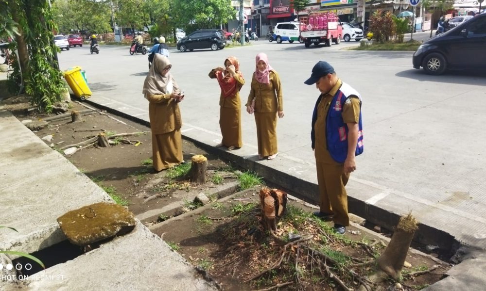 Temukan Penebangan Pohon Secara Ilegal Di Boulevard, Ini Yang Dilakukan ...